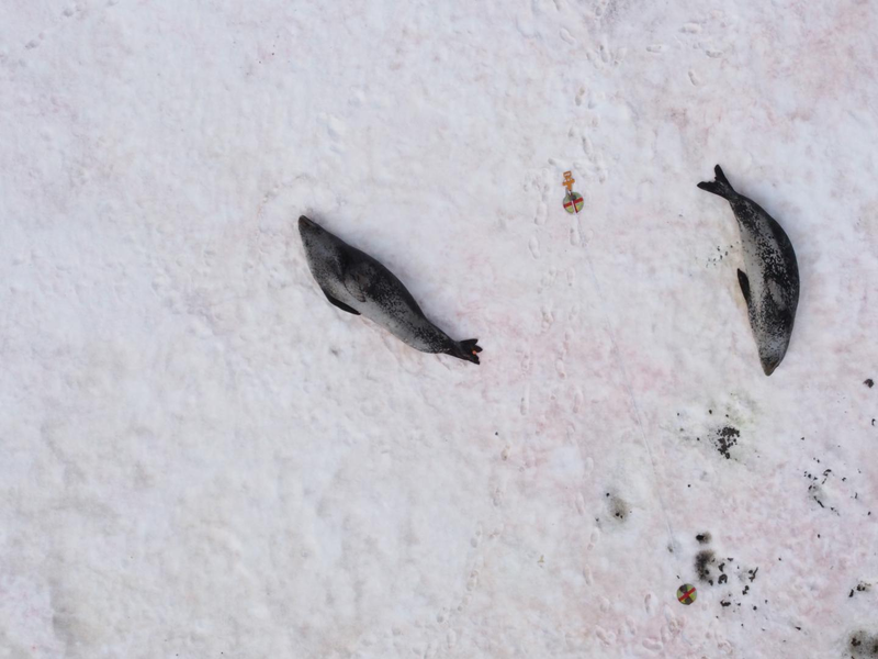 This photo shot by remote-controlled aircraft saved scientists the time and cost of capturing, immobilizing and weighing wild leopard seals. A new study found the drone photos just as effective at gauging the condition of the seals, which reflects the health of the Antarctic ecosystem. Photo credit: NOAA Fisheries/Southwest Fisheries Science Center